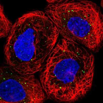 Immunocytochemistry/ Immunofluorescence: IQCC Antibody [NBP1-83851]