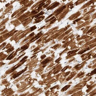 Immunohistochemistry-Paraffin: IQCC Antibody [NBP1-83851]