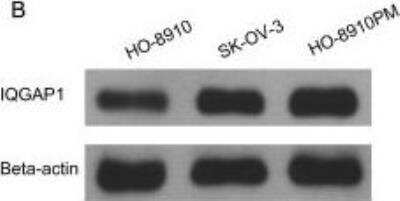 Western Blot: IQGAP1 Antibody (2C5) [H00008826-M01]