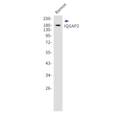 Western Blot: IQGAP2 Antibody (S02-1I7) [NBP3-19668]