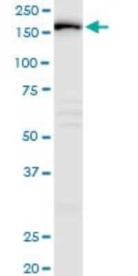 Western Blot: IQGAP3 Antibody [H00128239-B01P]