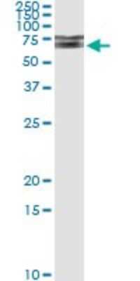 Immunoprecipitation: IRAK1 Antibody (3A9) [H00003654-M02]