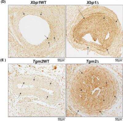 Immunohistochemistry: IRE1 alpha Antibody Pack [NBP2-50067]