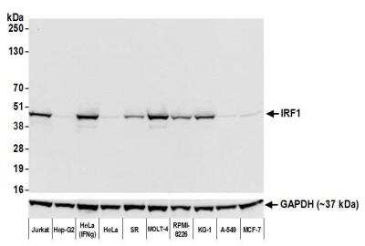 Western Blot: IRF1 Antibody (BLR039F) [NBP2-76419]