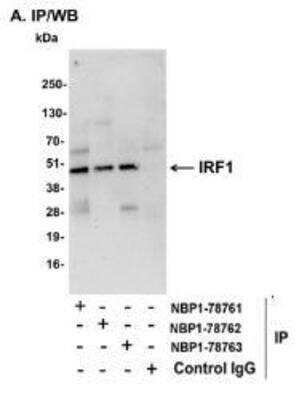 Immunoprecipitation: IRF1 Antibody [NBP1-78762]