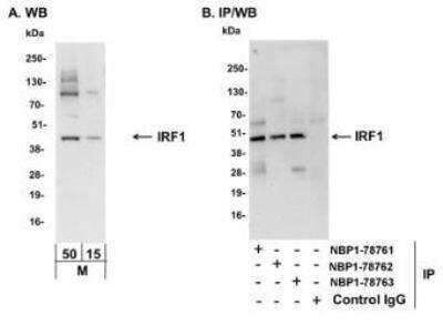 Western Blot: IRF1 Antibody [NBP1-78761]