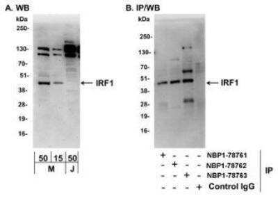Western Blot: IRF1 Antibody [NBP1-78763]