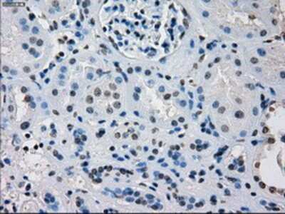 Immunohistochemistry-Paraffin: IRF3 Antibody (OTI2G3) [NBP1-47812]