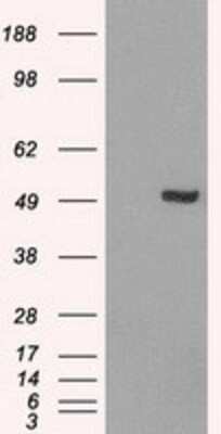 Western Blot: IRF3 Antibody (OTI2G3)Azide and BSA Free [NBP2-71042]