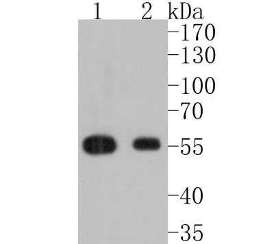 Western Blot: IRF3 Antibody (SD2062) [NBP2-67741]