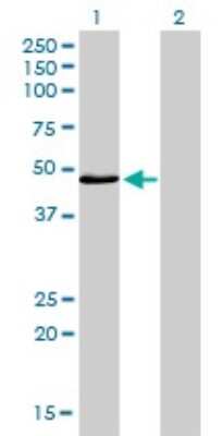 Western Blot: IRF4 Antibody (2D1) [H00003662-M05]