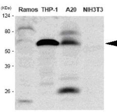 Western Blot: IRF5 Antibody (10T1)BSA Free [NBP1-04307]