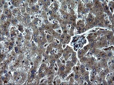 Immunohistochemistry: IRF5 Antibody (OTI1G7) [NBP2-45425]