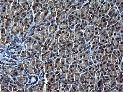 Immunohistochemistry: IRF5 Antibody (OTI1G7) - Azide and BSA Free [NBP2-71043]