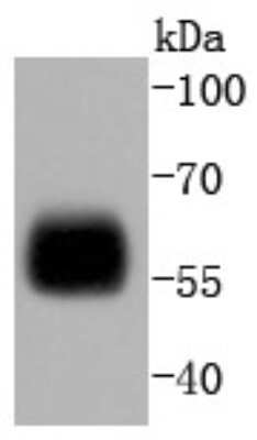 Western Blot: IRF5 Antibody (SD203-07) [NBP2-67742]