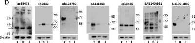Western Blot: IRF5 Antibody [NB100-1092]