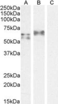 Western Blot: IRF5 Antibody [NB100-1092]