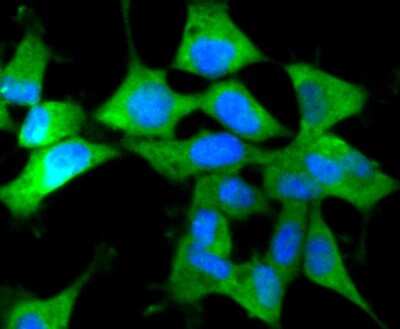 Immunocytochemistry/ Immunofluorescence: IRF7 Antibody (SC0617) [NBP2-67634]