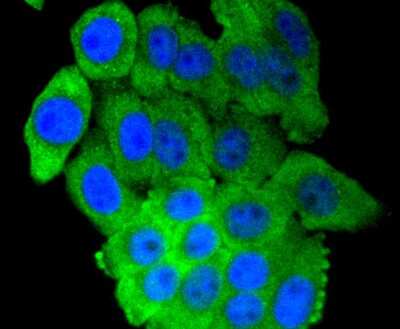 Immunocytochemistry/ Immunofluorescence: IRF7 Antibody (SC0617) [NBP2-67634]