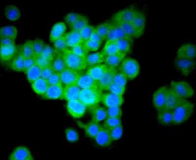 Immunocytochemistry/ Immunofluorescence: IRF7 Antibody (SC0617) [NBP2-67634]