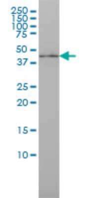 Western Blot: IRF9 Antibody (1D11) [H00010379-M02]