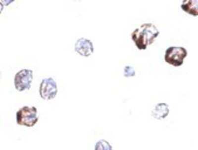 Immunocytochemistry/ Immunofluorescence: IRGC Antibody - BSA Free [NBP1-77364]