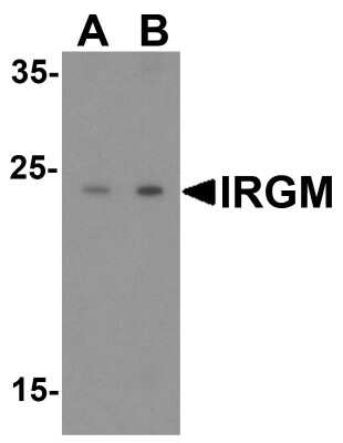 Western Blot: IRGM AntibodyBSA Free [NBP1-76890]
