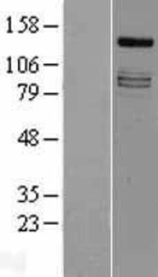 Western Blot: IRS4 Overexpression Lysate [NBL1-12040]