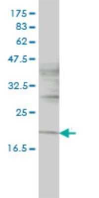 Western Blot: ISCU Antibody (3B8-1C4) [H00023479-M01]