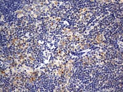 Immunohistochemistry: ISCU Antibody (OTI4F5) [NBP2-45436]