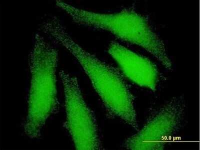 Immunocytochemistry/ Immunofluorescence: ISG15 Activating Enzyme/UBE1L Antibody [H00007318-B01P]
