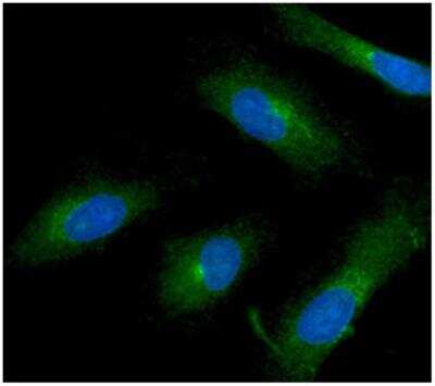 Immunocytochemistry/ Immunofluorescence: ISG15/UCRP Antibody (3E5) - BSA Free [NBP1-04310]