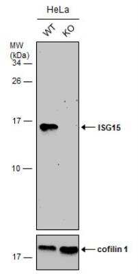 Knockout Validated: ISG15/UCRP Antibody [NBP2-16995]