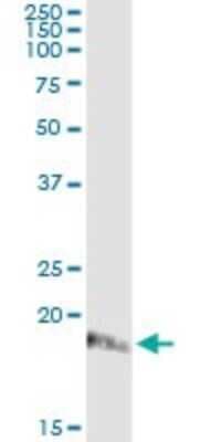 Immunoprecipitation: ISG20 Antibody (S1) [H00003669-M05]