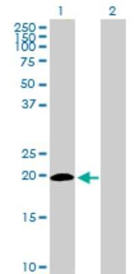 Western Blot: ISG20 Antibody [H00003669-D01P]