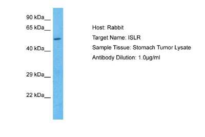 Western Blot: ISLR Antibody [NBP2-87637]