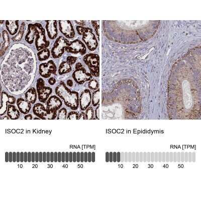 Immunohistochemistry-Paraffin: ISOC2 Antibody [NBP1-82074]