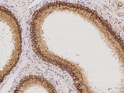 Immunohistochemistry-Paraffin: ISOC2 Antibody [NBP2-97495]