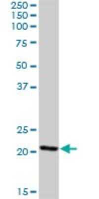 Western Blot: ISOC2 Antibody [H00079763-B01P]