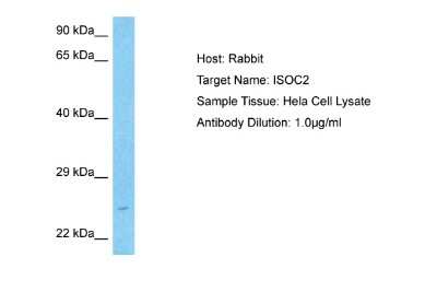 Western Blot: ISOC2 Antibody [NBP2-85115]