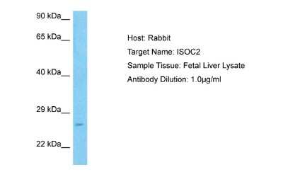 Western Blot: ISOC2 Antibody [NBP2-85116]