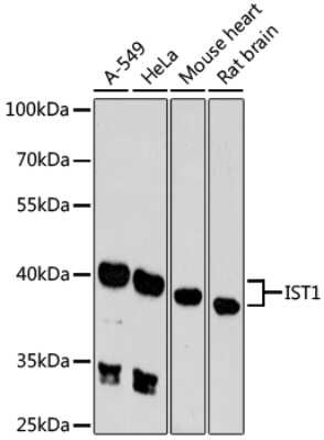 Western Blot: IST1 AntibodyAzide and BSA Free [NBP3-04685]