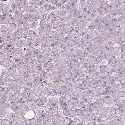 Immunohistochemistry-Paraffin: ISYNA1 Antibody [NBP2-47415]
