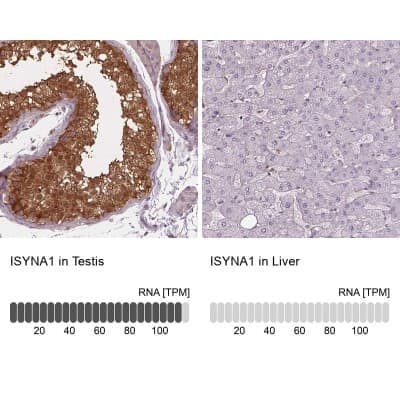 Immunohistochemistry-Paraffin: ISYNA1 Antibody [NBP2-47415]