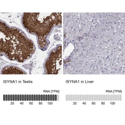 Immunohistochemistry-Paraffin: ISYNA1 Antibody [NBP2-48513]