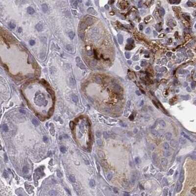Immunohistochemistry-Paraffin: ISYNA1 Antibody [NBP2-48513]