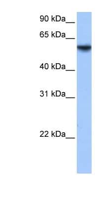 Western Blot: ISYNA1 Antibody [NBP1-54984]