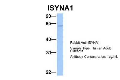 Western Blot: ISYNA1 Antibody [NBP1-54984]