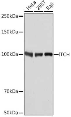 Western Blot: ITCH/AIP4 Antibody (7I7B10) [NBP3-16669]