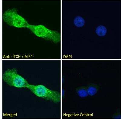 Immunofluorescence: ITCH/AIP4 Antibody [NB100-68142]
